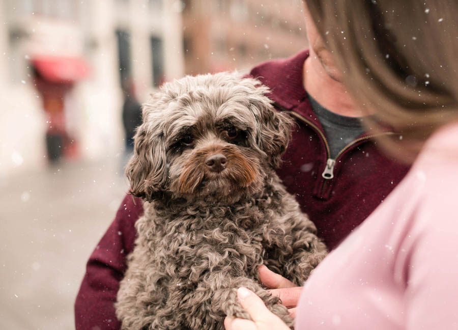Old Town Alexandria Maternity Photoshoot with a dog in the snow