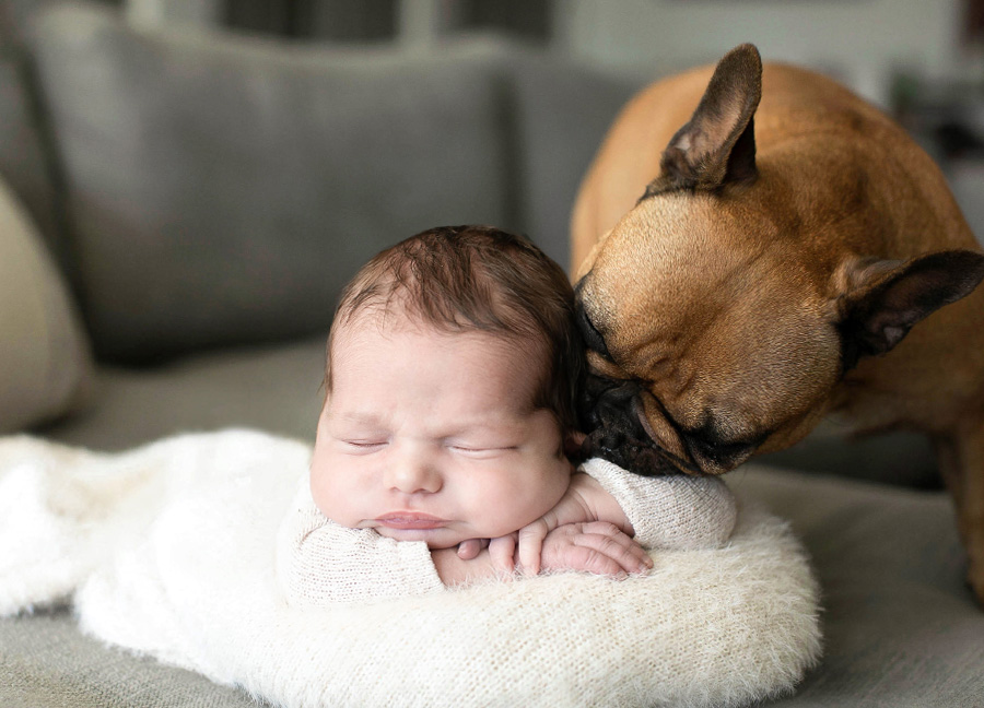 dog nudging a newborn baby who has their eyes closed and resting on their hands. The image was captured by a newborn photographer in Northern Virginia