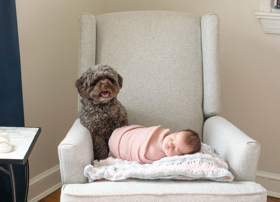 A newborn baby and a dog in a rocking chair during their Northern Virginia newborn photography session with Stephanie Honikel.