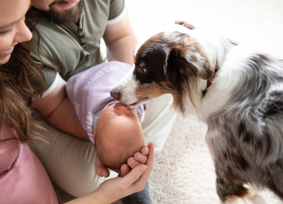 A dog licking the face of a newborn baby during a family photo session in Northern Virginia.