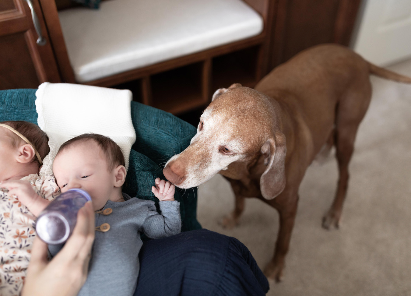 dog sniffing the baby during a twin newborn session