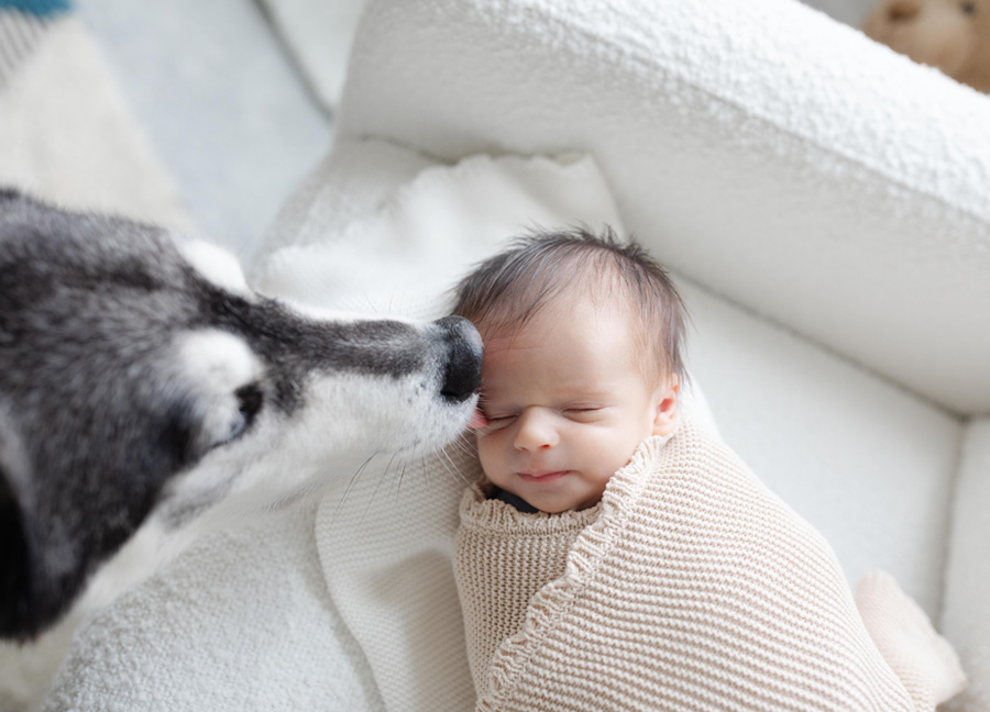 dog kissing the top of the babys head during a newborn shoot in Washington D.C.