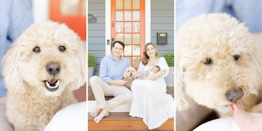 A fluffy cream-colored dog is featured in a bright family portrait session, including a close-up of the dog smiling, a middle photo of a happy couple sitting on their front porch holding their newborn and dog, and a tender moment where the dog gently nuzzles the baby's tiny foot. The setting is warm and welcoming, with natural light and cheerful expressions.